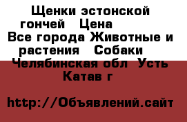 Щенки эстонской гончей › Цена ­ 7 000 - Все города Животные и растения » Собаки   . Челябинская обл.,Усть-Катав г.